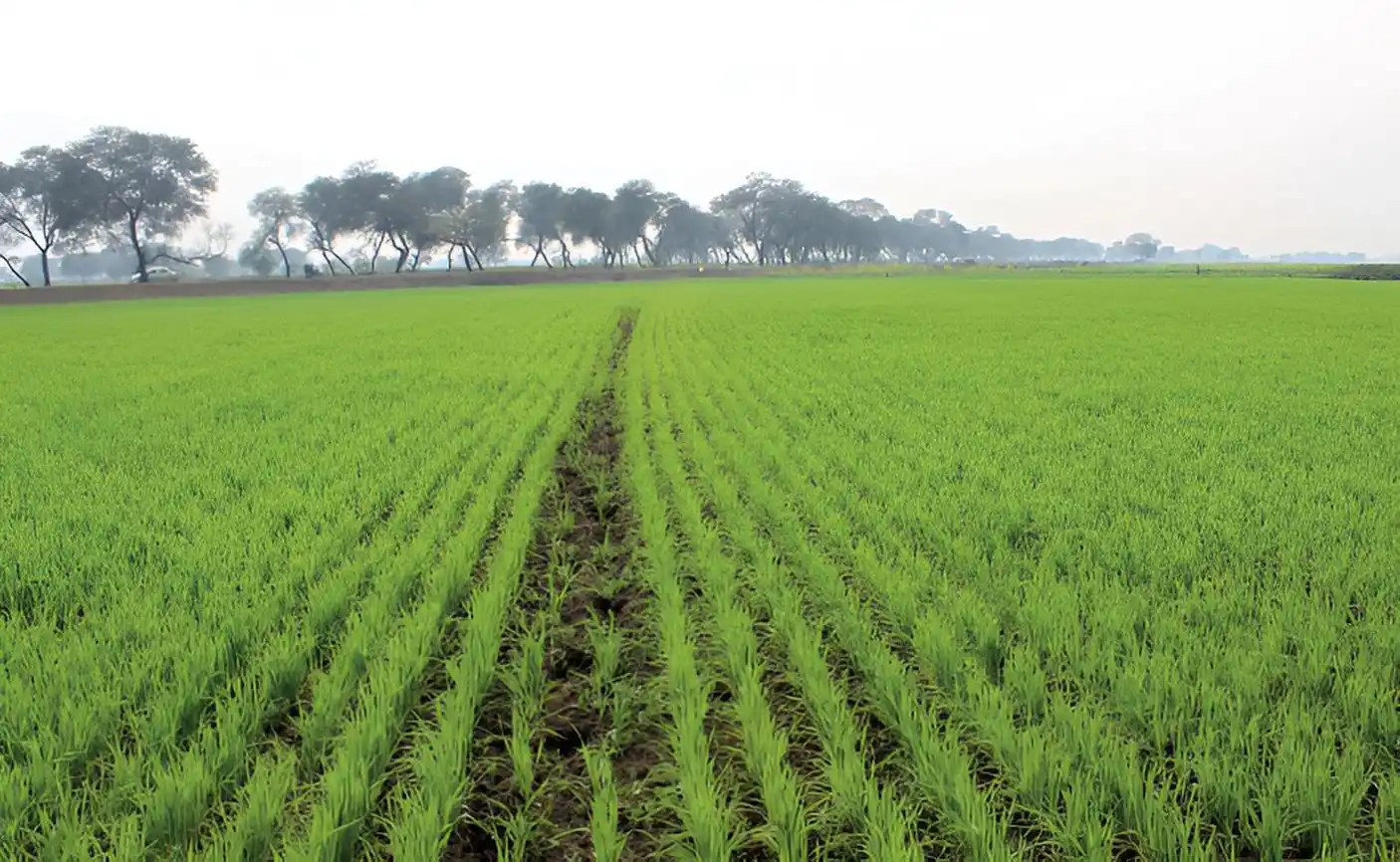 Agri-Land Crop Dusting Texas